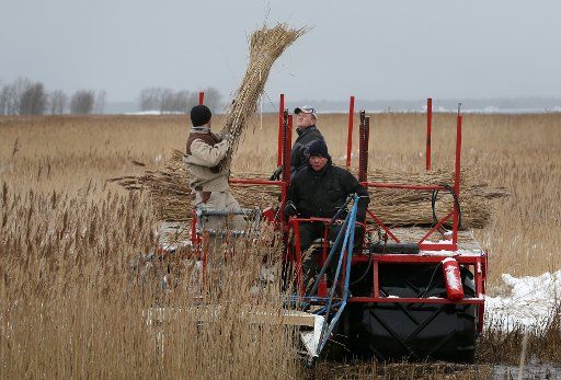 Roofers, specialising in the construction of reed roofs for houses, harvest thatch and reed from a field near Fahrenkamp, Germany, 4 February 2015. Photo: Bernd Wuestneck\/