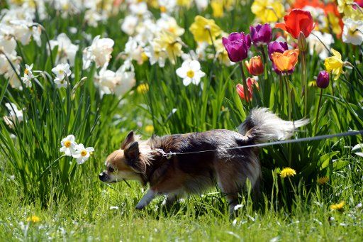 A dog pulls on its leash in a field of flowers at the banks of Lake Constance in Langenargen, Germany, 19 April 2015. Photo: Felix Kaestle\/