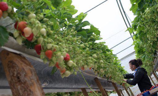 A harvester picks strawberries on a plantation in Otze, Germany, 8 May 2015. The plants are grown in such a way that they can be harvested standing up. PHOTO: JOCHEN LUEBKE\/