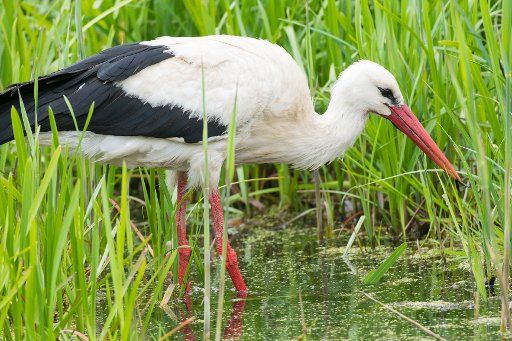 A white stork searches for food in a ditch in the eco-village of Brodowin, Germany, 05 May 2015. According to the environmental protection alliance NABU, there are 1,200 stork couples living in Brandenburg. Photo: Patrick Pleul\/