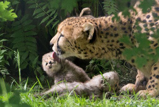 "Namoja" the cheetah licks one of her cubs at the all-weather zoo in Muenster, Germany, 2 June 2015. She gave birth to seven cubs on 28 April 2015. PHOTO: FRISO GENTSCH\/