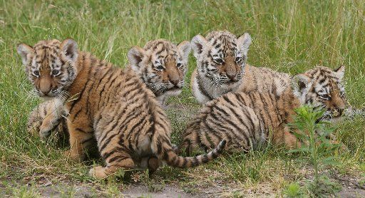 Four Siberian tiger cubs are introduced at the Tierpark zoo in Berlin, Germany, 16 June 2015. The tiger cubs were born on 23 April 2015. The rare litter includes three female and one male tiger. Photo: WOLFGANG KUMM\/