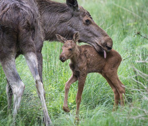 The elk calf Jule stands next to its mother, nine-year-old Aimee, in the Wildlife Park in Hanau, Germany, 09 June 2015. The young elk was born just a few days ago. Photo: FRANK RUMPENHORST\/
