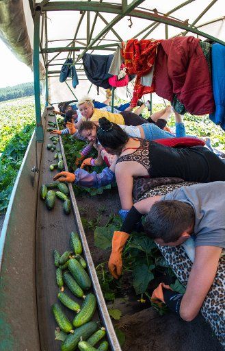 Polish seasonal workers lie on a cucumber-harvesting machine of the agricultural cooperative Unterspreewald and pick cucumbers near Duerrenhofe, Germany, 07 July 2015. Two so-called Gurkenflieger (lit. cucumber-harvesting machines) are in use on the ...