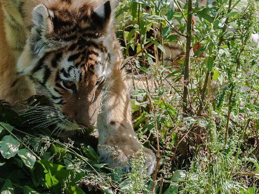 Female tiger Alisha explores the open-air enclosure for the first time at Tierpark Berlin, Germany, 29 June 2015. Photo: Paul Zinken\/