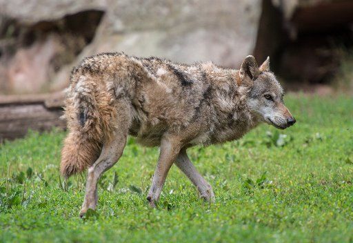 A wolf in its enclosure at the Erlebnispark Tripsdrill in Cleebronn, Germany, 9 July 2015. Photo: Wolfram Kastl\/