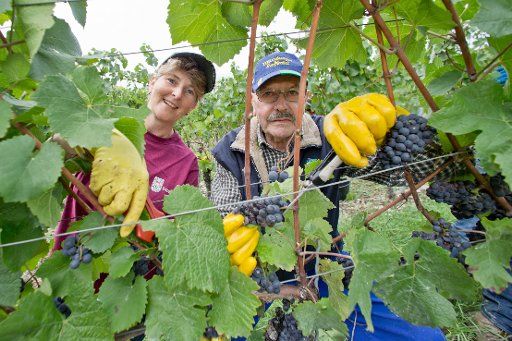 Vintner Margarete Pfister and harvester Rainer Schoenig cut pinot noir grapes off the vine in Retzstadt, Germany, 26 September 2015. Family Pfister gets helped by cousins, uncles, aunts, brothers and sisters a few times a week. Photo: Daniel Karmann\/...