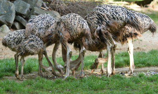 Young North African red-necked ostrichs peck at their chopped cabbage in the outdoor enclose of the Erlebnis-Zoo in Hanover, Germany, 24 September 2015. Seven chicks of the endangered bird species were born at the zoo in mid and late June. Photo: ...