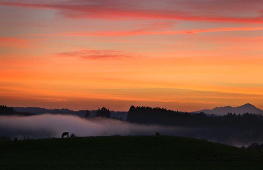 Cows graze in the morning fog during a picturesque sunset near Lechbruck, Germany, 12 November 2015. Photo: KARL-JOSEF HILDENBRAND\/