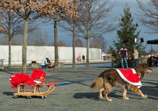 Sunny the dog pulls a sled carrying donations to the Christmas party at the animal shelter in Berlin, Germany, 06 December 2015. Photo: JOERG CARSTENSEN\/