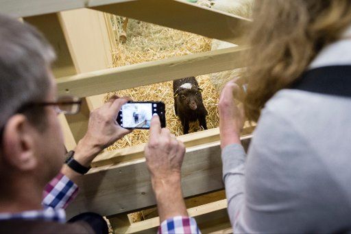 A visitor take pictures of sheep at an exhibition booth of the International Green Week in Berlin, Germany, 15 January 2016. Photo: Gregor Fischer\/