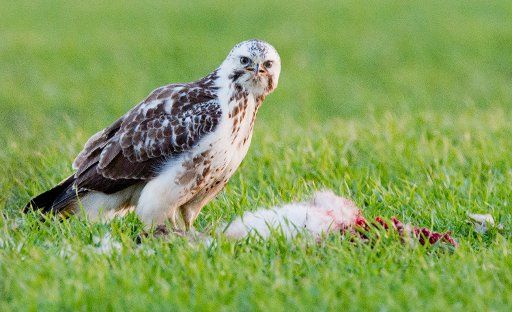 A young common buzzard (Buteo buteo) guards his prey on a meadow near Ummeln in the Hildesheim region, Germany, 28 January 2016. Photo: Julian Stratenschulte\/