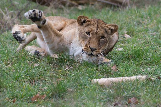 A lioness plays with a piece of wood in her enclosure at the zoo in Berlin, Germany, 11 March 2016. Photo: PAUL ZINKEN\/