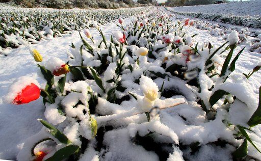 A field of tulips is covered in snow in Hohenschaeftlarn, Germany, 25 April 2016. Photo: STEPHAN JANSEN\/