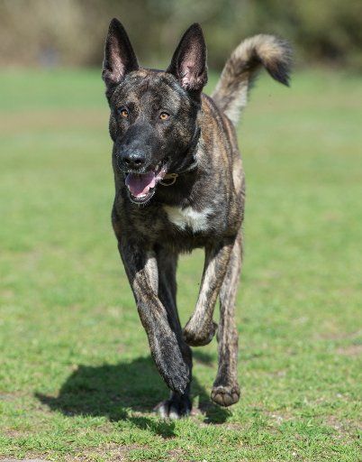 Explosive detection dog Colt runs across a meadow as part of his training at the police dog school in Muehlheim, Germany, 07 April 2016. The three-year-old Dutch shepherd can track down even the smallest amounts of explosives. Photo: BORIS ROESSLER\/...