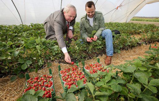 Farming Minister Till Backhaus (l, SPD) and CEO Robert Dahl opening the strawberry season at Karls Strawberry Farm in Roevershagen, Germany, 29 April 2016. 500 foil tunnles measuring 100 meters in length and three meters in hight were built for the ...