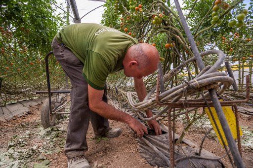 An employee of the company Frunet looking for worms in a greenhouse of the company in Algarrobo, Spain, 22 April 2016. PHOTO: DANIEL GONZALEZ ACUNA\/