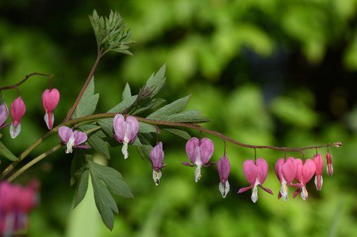 Bleeding heart blossoms (Lamprocapnos spectabilis) in Cologne, Germany, 7 May 2016. PHOTO: HORST GALUSCHKA\/dpa - NO WIRE SERVICE -