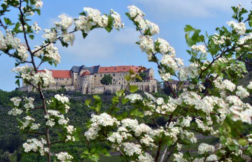 A blossoming bush in front of Neuenburg castle near Freyburg, Germany, 13 May 2016. PHOTO: HENDRIK SCHMIDT\/