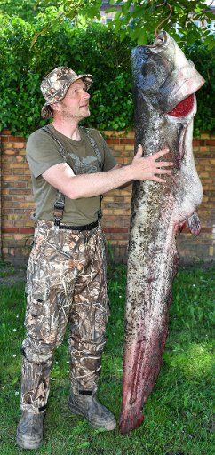 Rene Grenz from Frankfurt an der Oder poses with a catfish caught in the Oder river, in Frankfurt an der Oder, Germany, 22 May 2016. The catfish weighs 48 kilogrammes and is 1.85 metres long. PHoto: PATRICK PLEUL\/