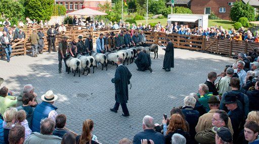 German heaths are presented by their breeders at the 67th German heath day in the Lower Saxon Mueden\/Oertze, Germany, 14 July 2016. Photo: Philipp Schulze\/