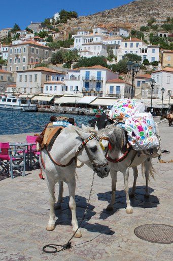 FILE - Mules waiting to bring tourists to their destinations at the harbour of the island of Hydra, Greece, 18 July 2015. PHOTO: GREGOR MAYER\/