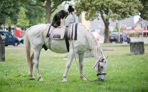 A 55-year-old drop-out with his horse Apollo and Border-Collie Molly, photographed in Hanover, Germany, 1 August 2016. The man with the artist name \