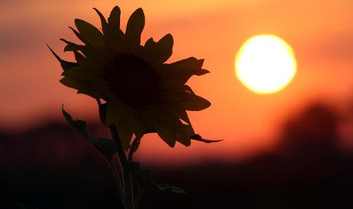 A sunflower in front of the rising sun near Reutlingendorf, Germany, 2 September 2016. PHOTO: THOMAS WARNACK\/
