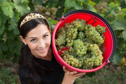 The Saxon Wine Queen Daniela Undeutsch posing during the harvest in a vineyard in Radebeul near Dresden, Germany, 19 September 2016. The start of the wine harvest is for the upcoming Autumn and Wine Festival, which takes place from September 25 ...