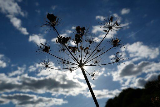 Withered cow parsley seen in Schwerte, Germany, 04 October 2016. Photo: Ina Fassbender\/