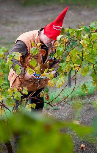 Fredrich Rabe, the so-called heater dwarf, harvests grapes on a vineyard in Hitzacker, Germany, 09 October 2016. Grapes were harvested around 70 centimetres above the Elbe river prior to the nomination of the new Wine Queen. Photo: Philipp Schulze\/...