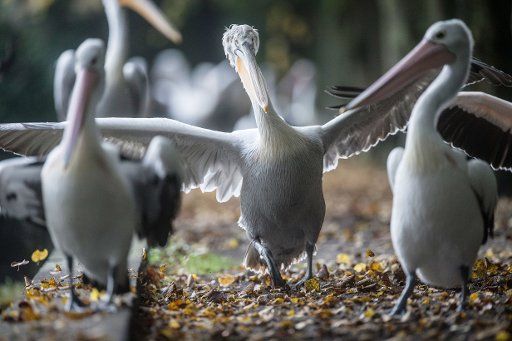 Pelicans beat their wings in the Tierpark (\