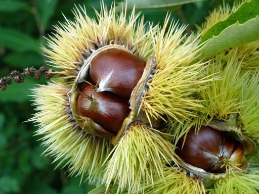 The fruit of an edible chestnut, photographed in Oberkirch, Germany, 11 October 2016. PHOTO: ALEXANDRA SCHULER\/dpa - NO WIRE SERVICE -
