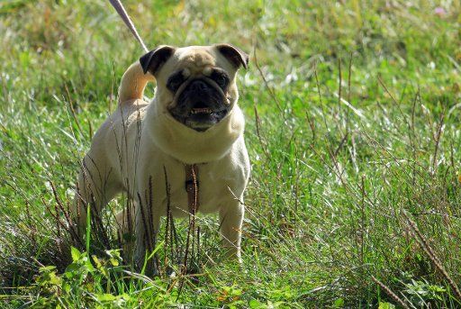 A pug stands on a meadow near Zella-Mehlis, Germany, 16 October 2016. Photo: Soeren Stache - NO WIRE SERVICE -