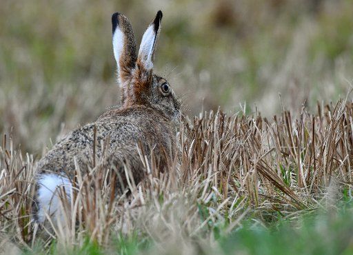 A rabbit (Lepus europaeus) can be seen at the Oderbruch near Seelow, Germany, 21 March 2017. Photo: Patrick Pleul\/dpa-Zentralbild\/