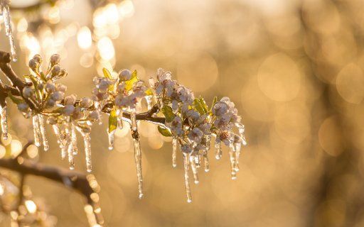 Icicles cling to the branch of a fruit tree in Speersort, Germany, 19 April 2017. Farmers across the country are making use of sprinkling systems in a bid to protect fruit trees against plummeting temperatures. Photo: Daniel Reinhardt\/
