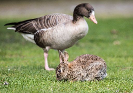 A gray goose and a wild rabbit looking for tasty grass on a lawn in Frankfurt am Main, Germany, 26 April 2017. Photo: Frank Rumpenhorst\/