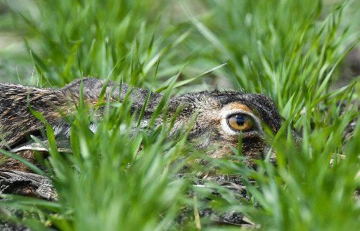A field rabbit (Lepus europaeus) can be seen in the grass between the young seed rows of a corn field in the Oderbruch near Golzow, Germany, 24 April 2017. Photo: Patrick Pleul\/dpa-Zentralbild\/