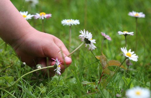 ILLUSTRATION - A four-year-old boy picks a flower in a field in Kaufbeuren, Germany, 6 May 2017. Photo: Karl-Josef Hildenbrand\/