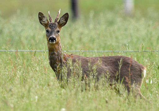 A roebuck stands on a meadow in Langenhagen, Germany, 23 May 2017. Photo: Holger Hollemann\/