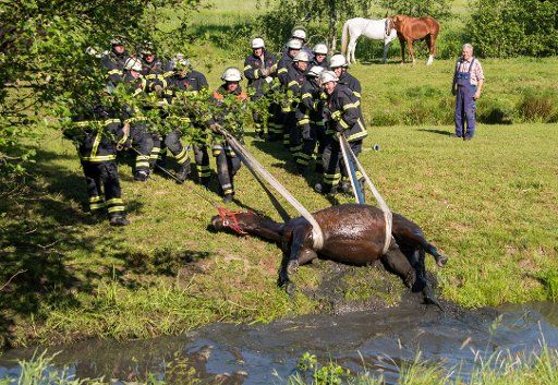 dpatop - Firefighters rescue a horse from a water ditch in Hamburg, Germany, 27 May 2017. Stallion Laban slid into the ditch from the meadow in the morning hours and had to be pulled from the ditch. Photo: Daniel Bockwoldt\/