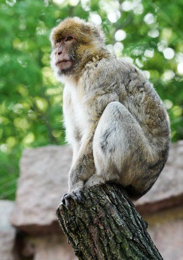 A male Barbary macaque sits on a tree trunk in his enclosure in the Bergzoo (lit. Mountain Zoo) in Halle, Germany, 19 May 2017. Four new Barbary macaques were presented in the former bear enclosure on the same day. Photo: Peter Endig\/dpa-Zentralbild\/...