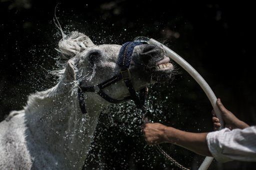 dpatop - A horse is cleaned with fresh water after a ride in Cairo, Egypt, 2 June 2017. Photo: Oliver Weiken\/
