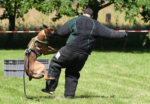 A police dog turns in a police officer wearing protective gear in Hoyerhagen, Germany, 14 June 2017. The 15th Versatility Competition for police dog handlers requires the dogs and their handlers tackle a number of stations. Photo: Carmen Jaspersen\/...