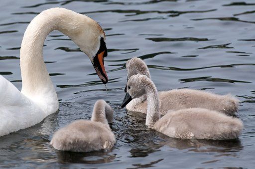 A swan swimming with its young on Kochelsee lake in Schlehdorf, Germany, 8 June 2017. Photo: Sven Hoppe\/