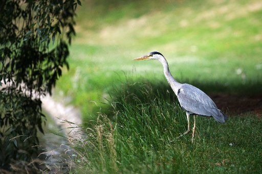 A gray heron (Ardea cinerea) stands next to a pond and looks for prey in Dresden, Germany, 27 June 2017. Photo: Arno Burgi\/dpa-Zentralbild\/