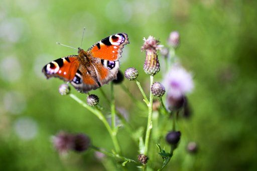A peacock butterfly sits on a plant in Bedburg-Hau, 06 July 2017. Photo: Rolf Vennenbernd\/