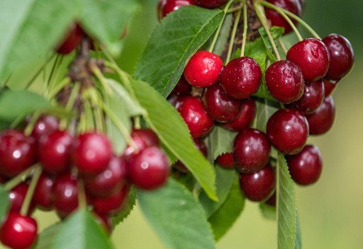 Ripe cherries hang from a tree in Frankfurt (Oder), Germany, 5 July 2017. Cherries are now ripe in the area. Farmers are expecting a poor harvest this year due to a cold weather front which destroyed many blossoms. a Photo: Patrick Pleul\/dpa-...