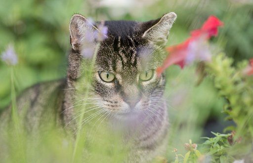 Cat Toto sits in the grass and observes birds in Freiburg, Germany, 21 July 2017. Photo: Patrick Seeger\/