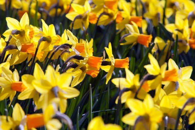 Flower bed of beautiful yellow daffodils in the spring tim